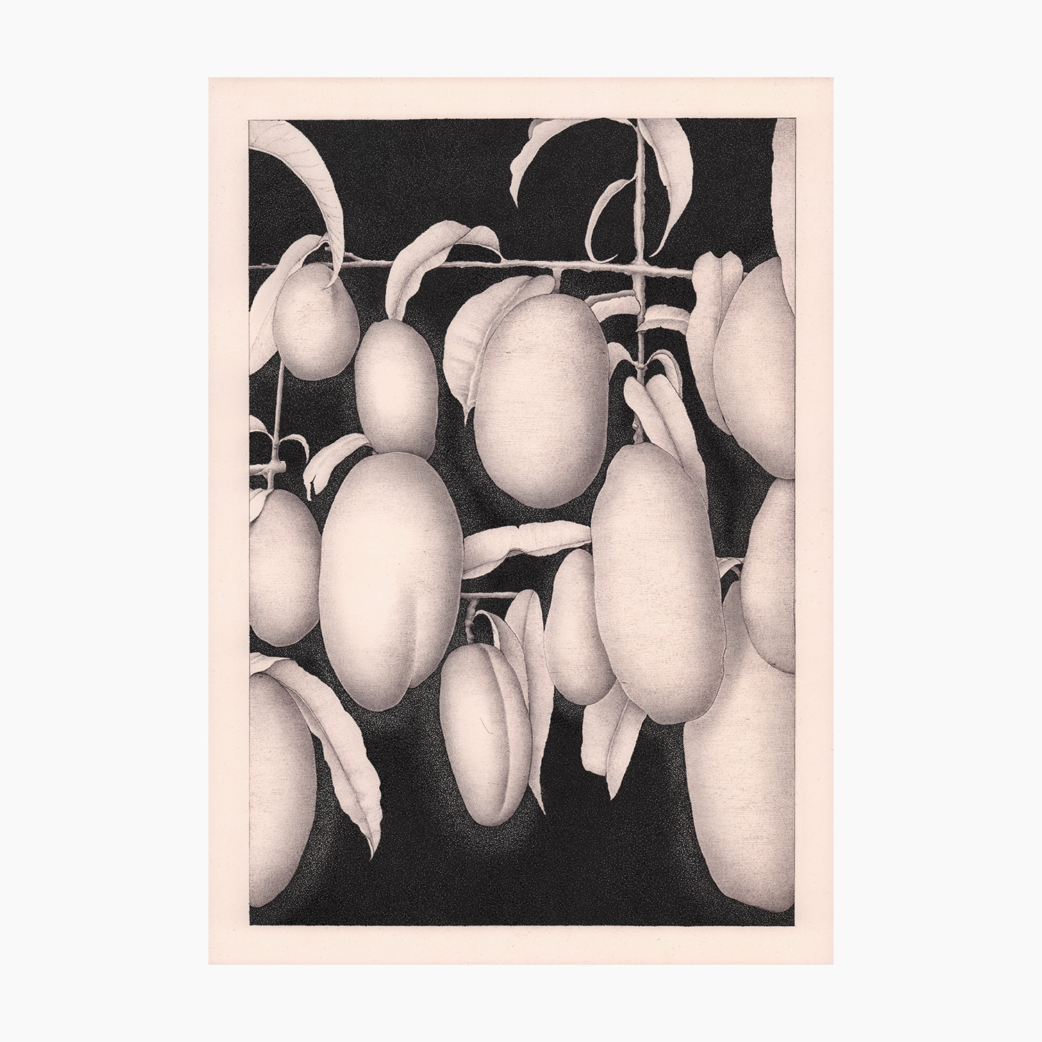 APRICOTS