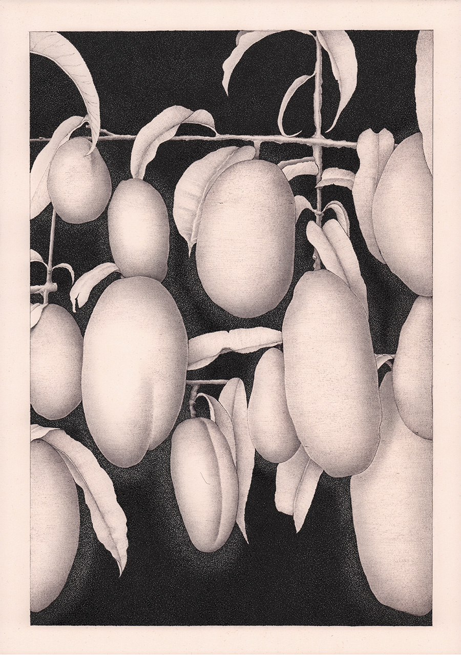 APRICOTS