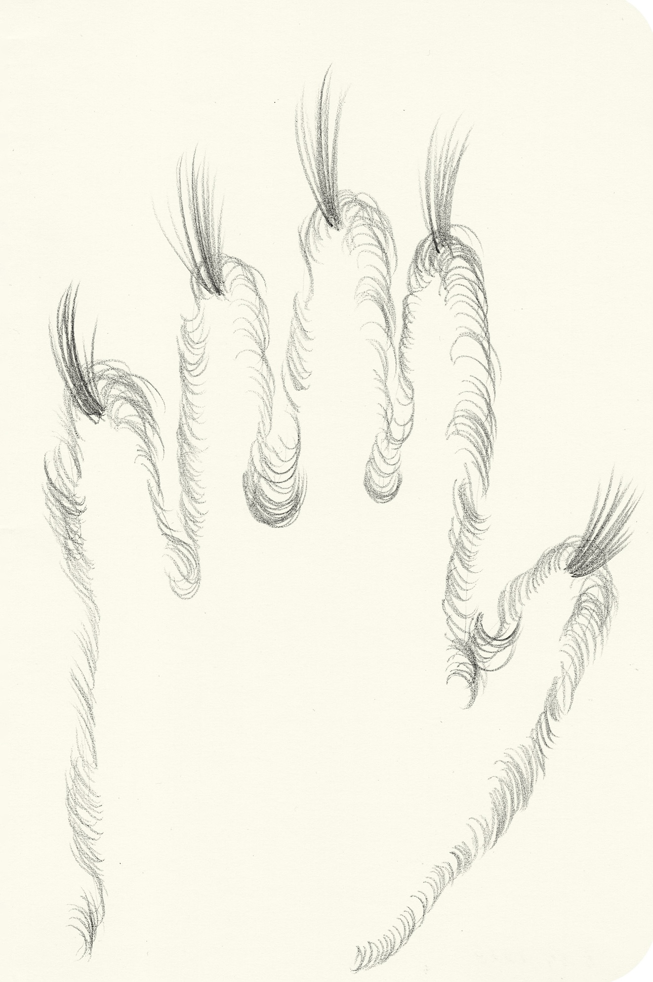 MY HAND