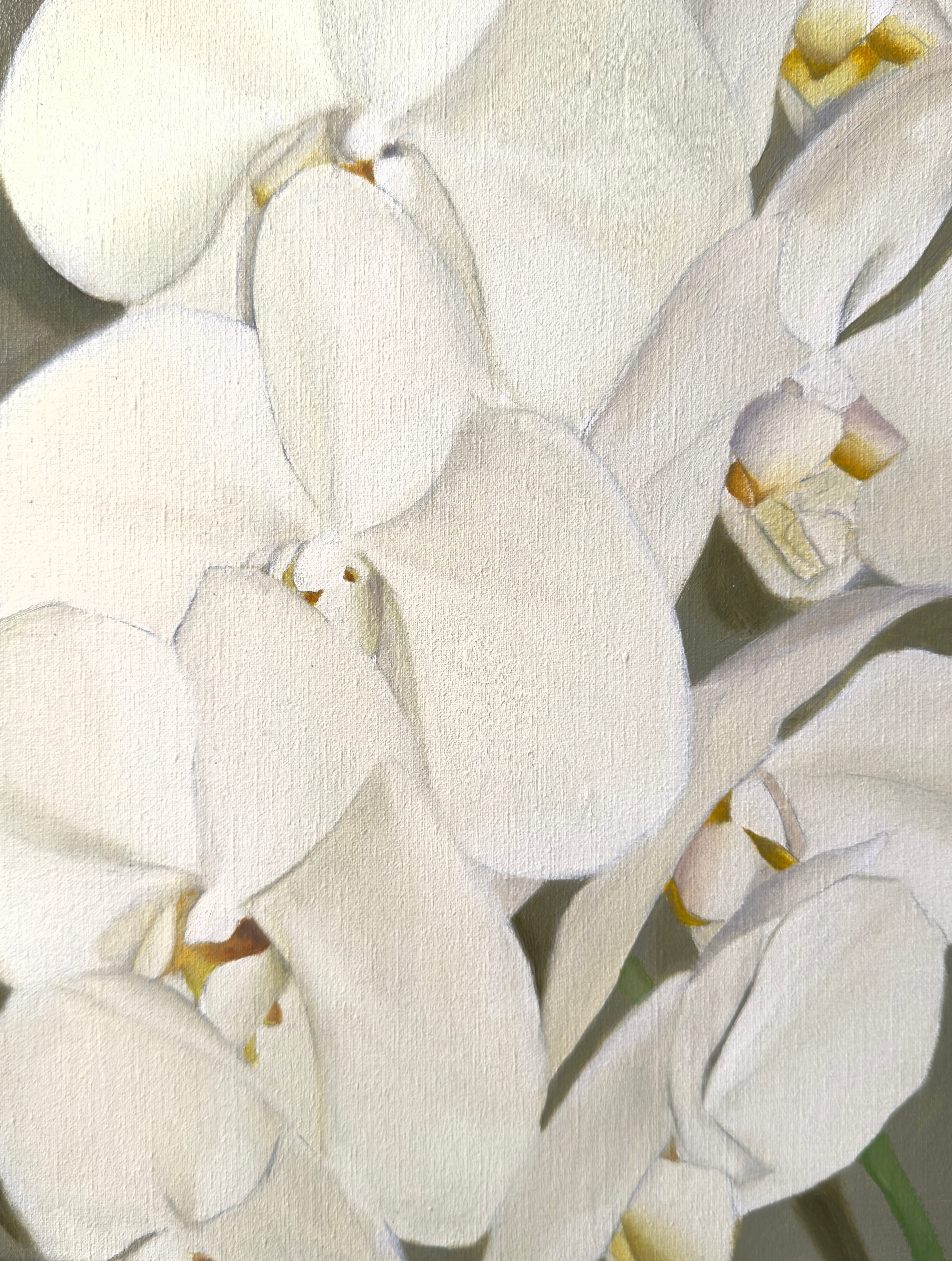 ORCHIDS
