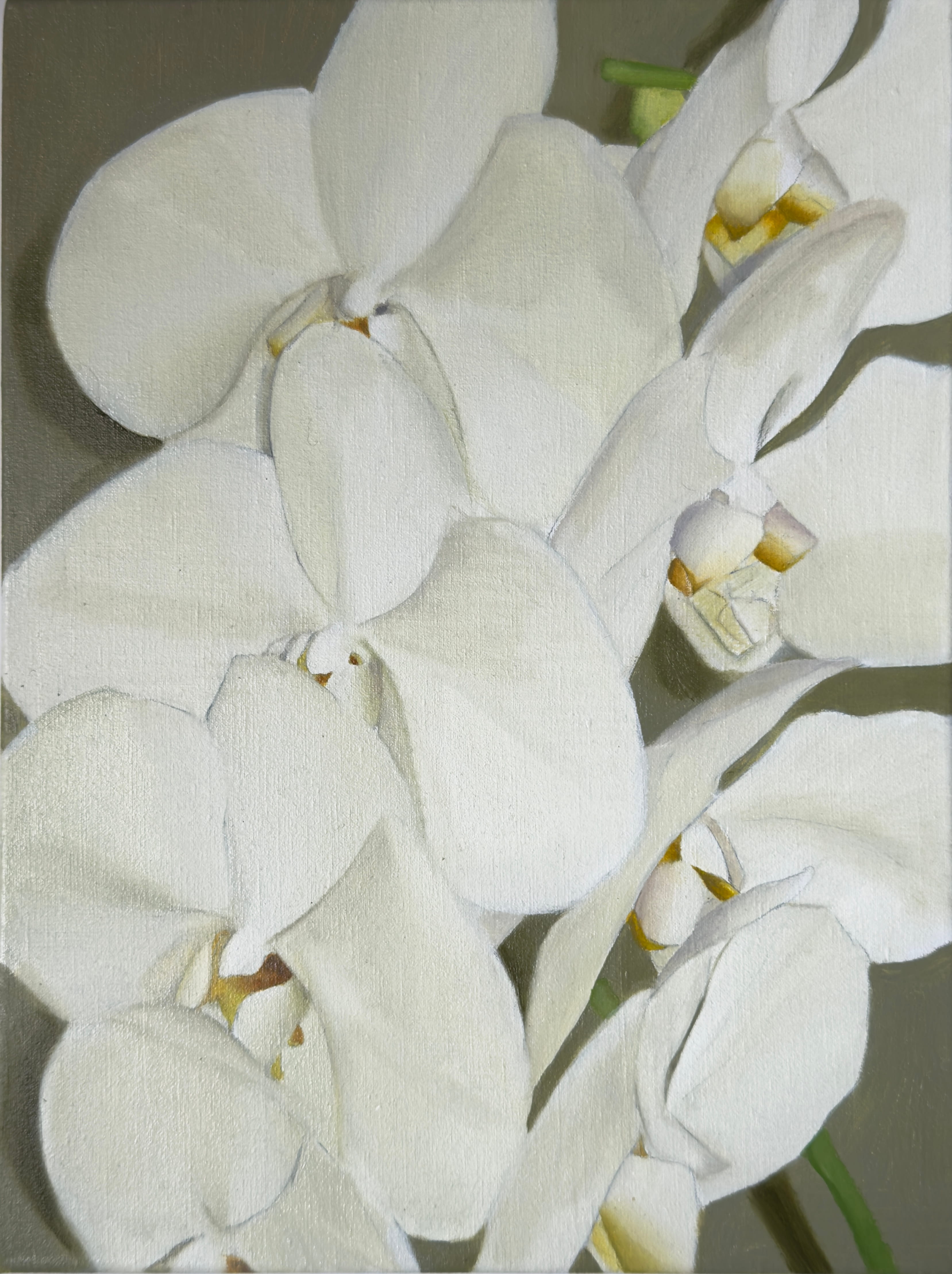 ORCHIDS