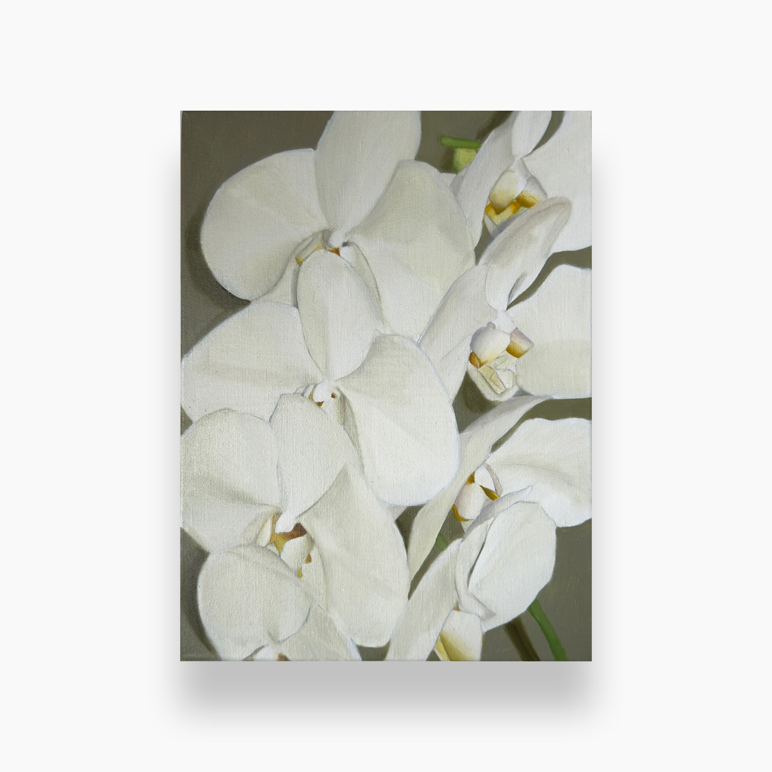 ORCHIDS