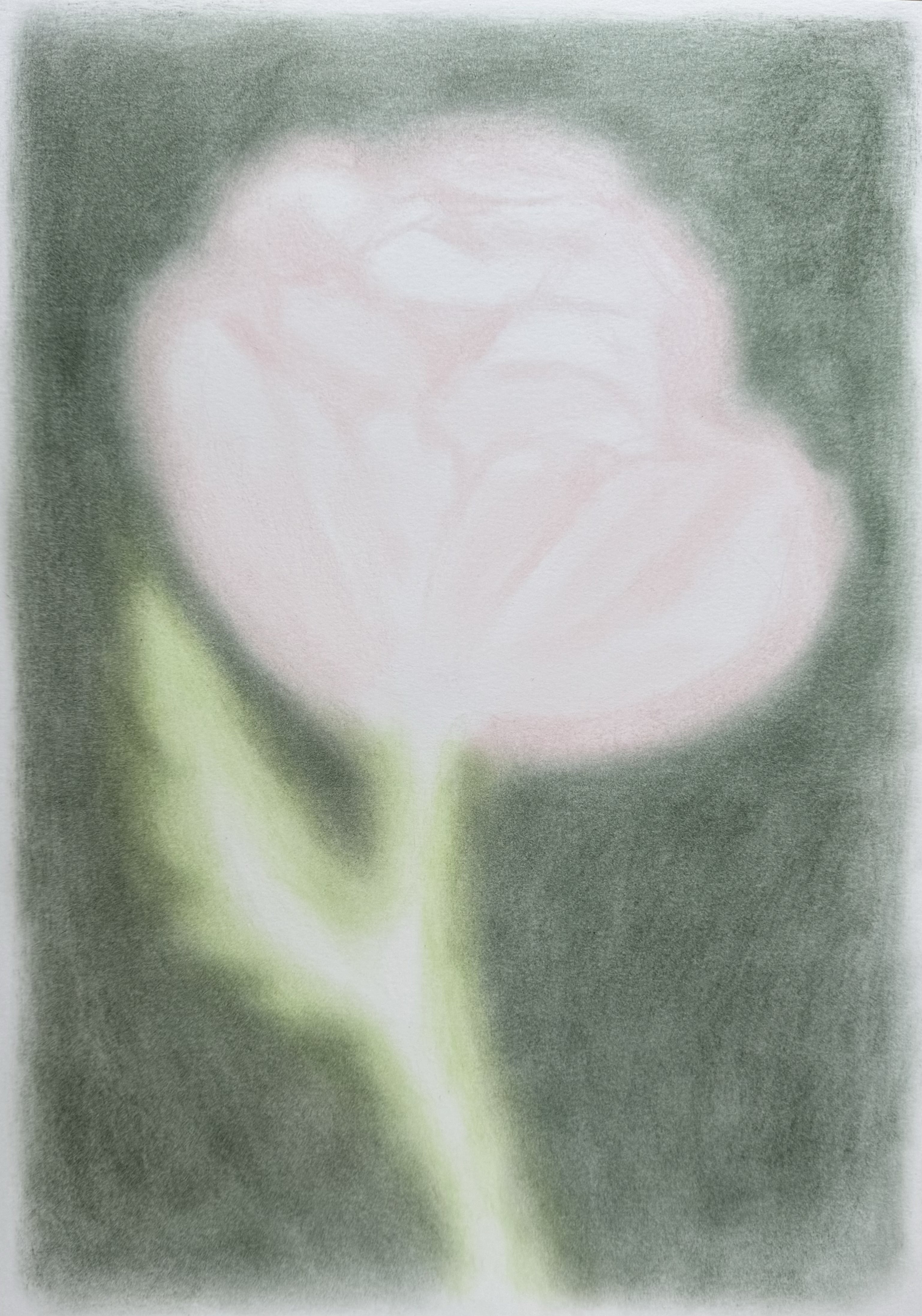 LIGHT POPPY