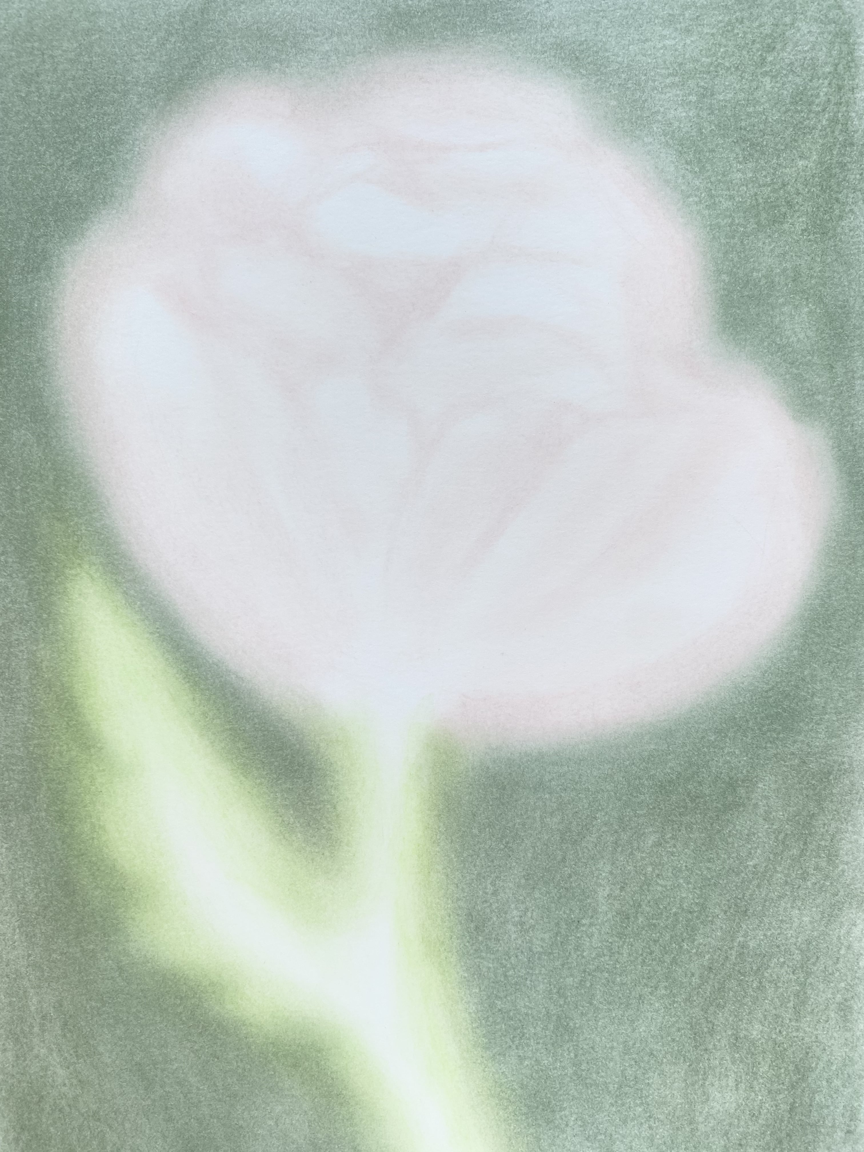 LIGHT POPPY